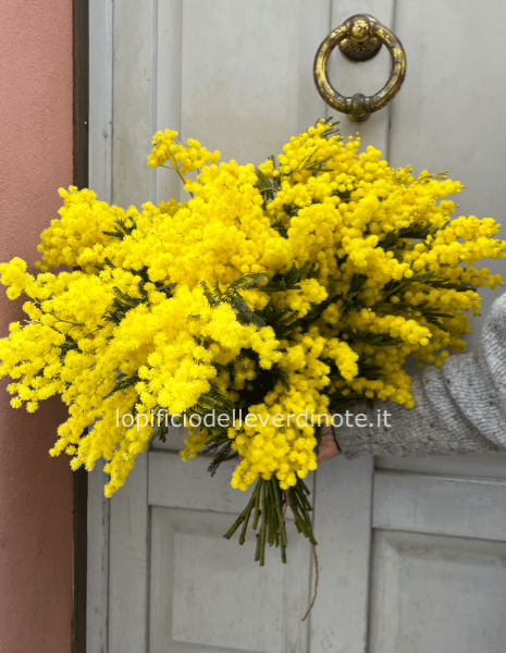 Bouquet di mimosa